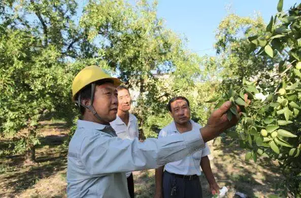 枣树主要病虫害以及防治方案！（建议收藏）